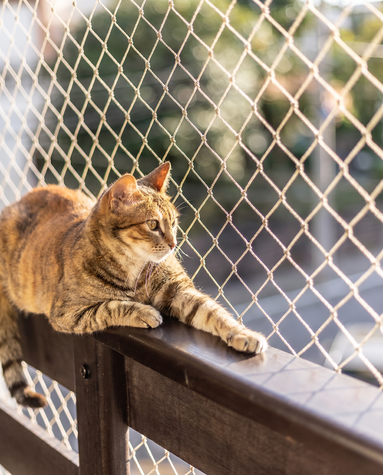 Gato em sacada com rede de proteção instalada pela Matini